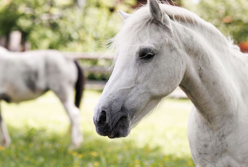 Ramsbergerhof Urlaub am Bauernhof Ponyreiten