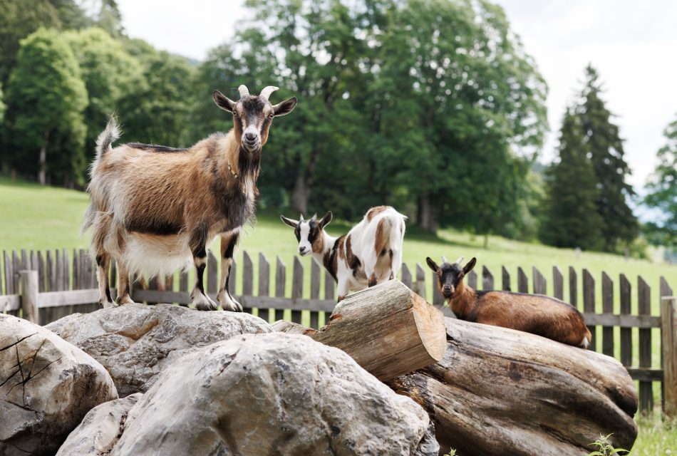 Ramsbergerhof Urlaub am Bauernhof Ziegen